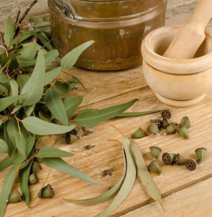 Taller de Alergias Respiratorias & Aromaterapia • Grabado •